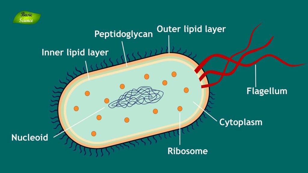 Basic Biology of Bacteria