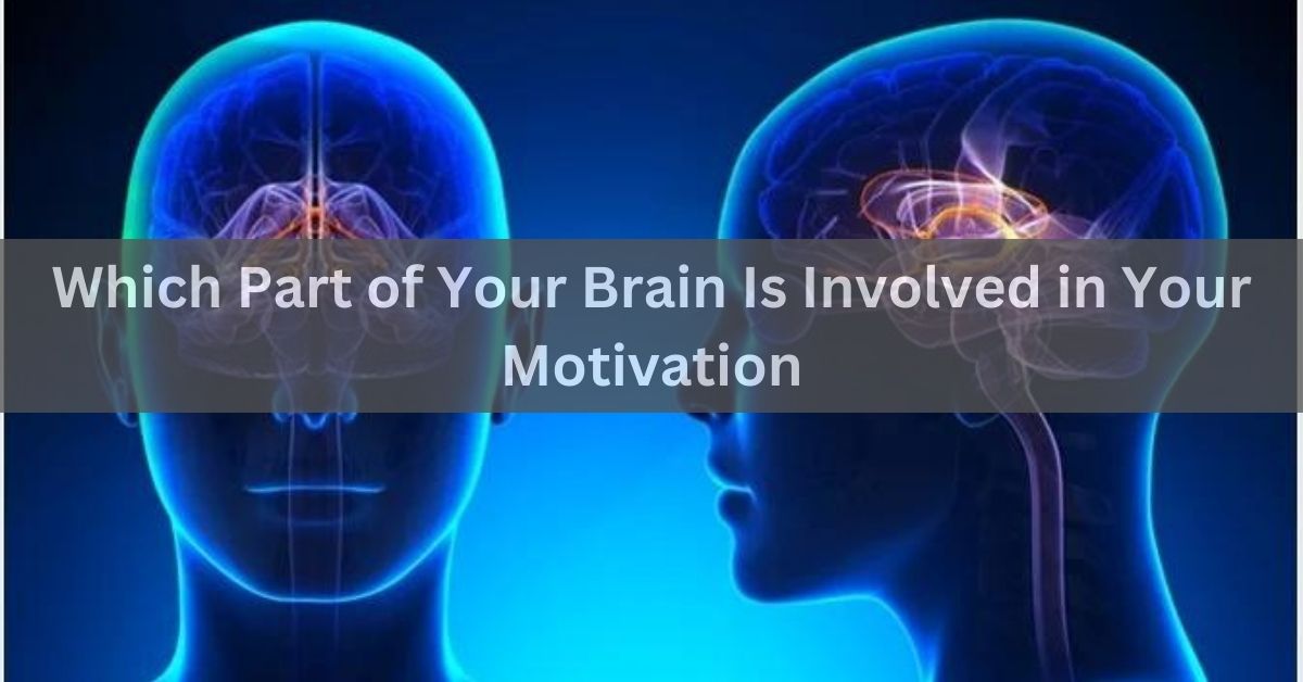 Which Part of Your Brain Is Involved in Your Motivation!