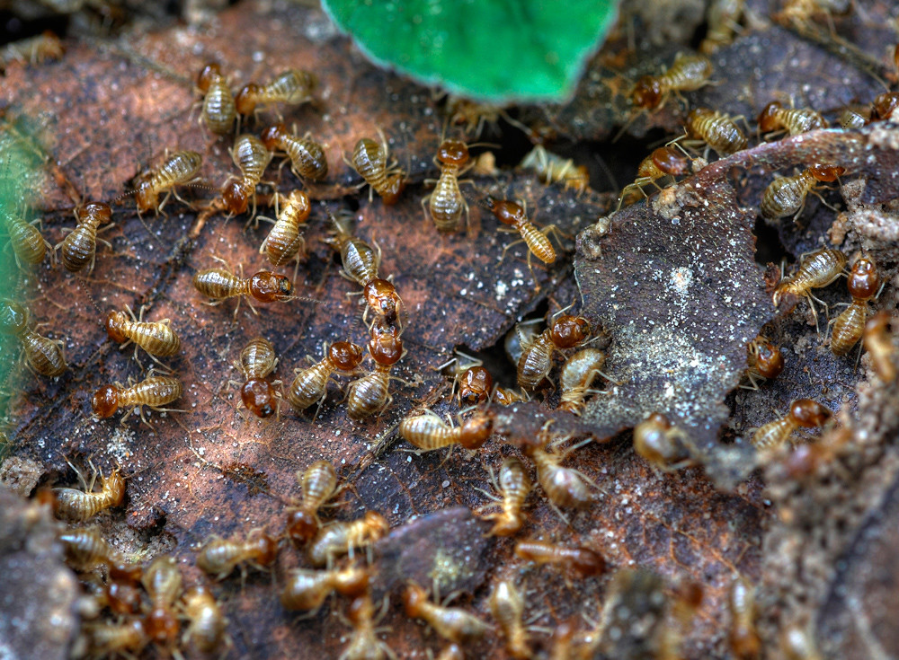 Essential Criteria for Choosing a Termite and White Ants Control Company