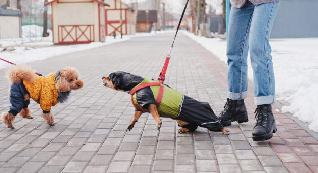 Mistakes to Avoid When Choosing a Reactive Dog Trainer in South Denver