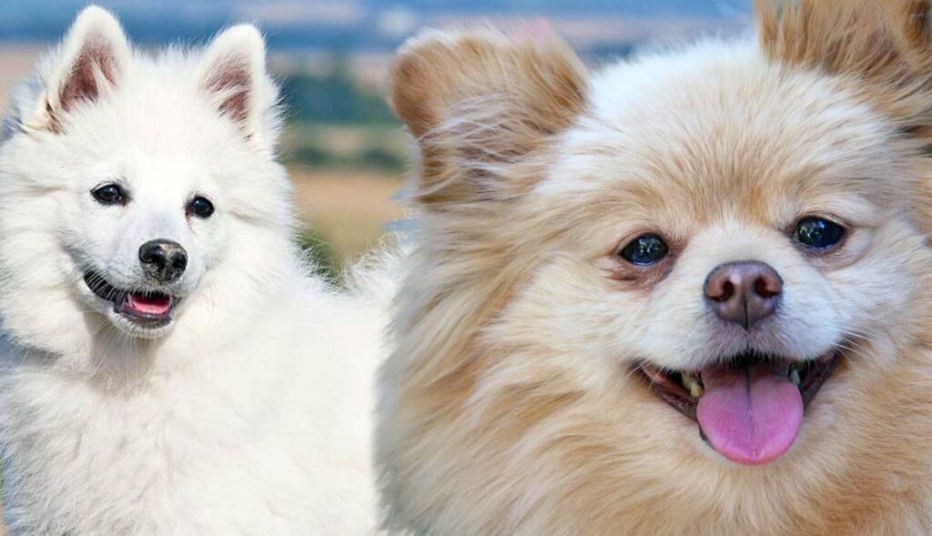 tiny:vspf48zfklu= pomeranian: Their Unique Characteristics