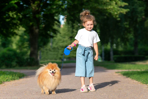 Pomeranian as a Family Pet