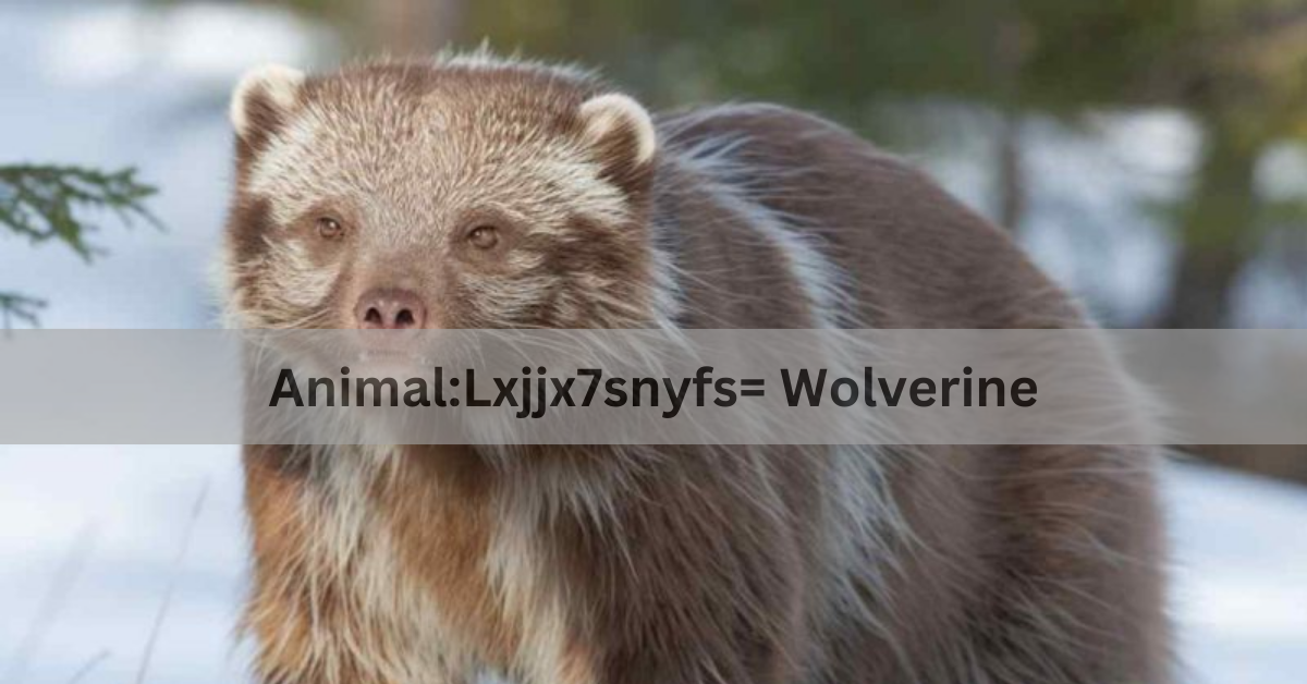 Animal:Lxjjx7snyfs= Wolverine