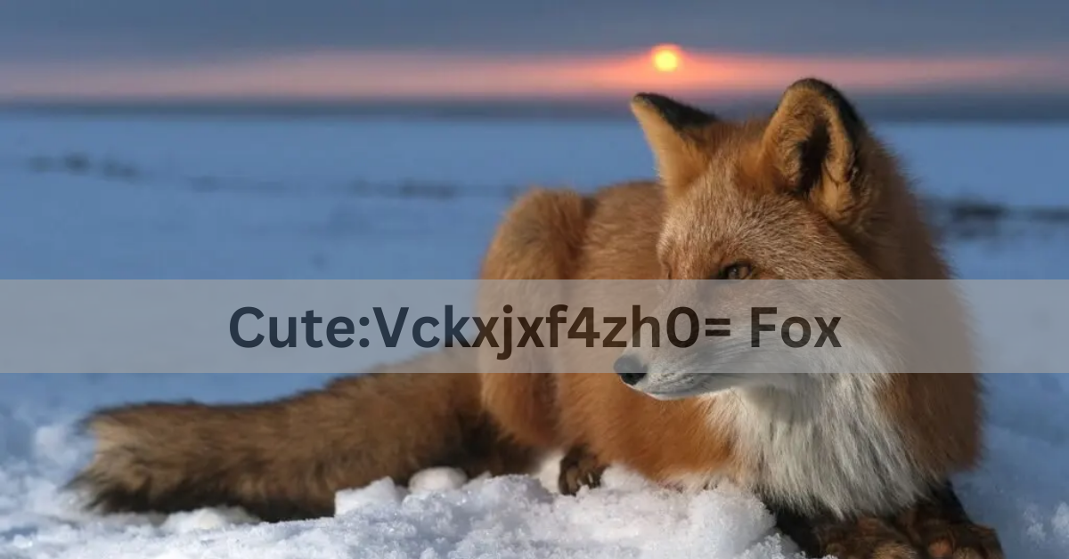 Cute:Vckxjxf4zh0= Fox