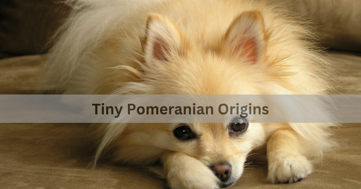 Tiny Pomeranian Origins