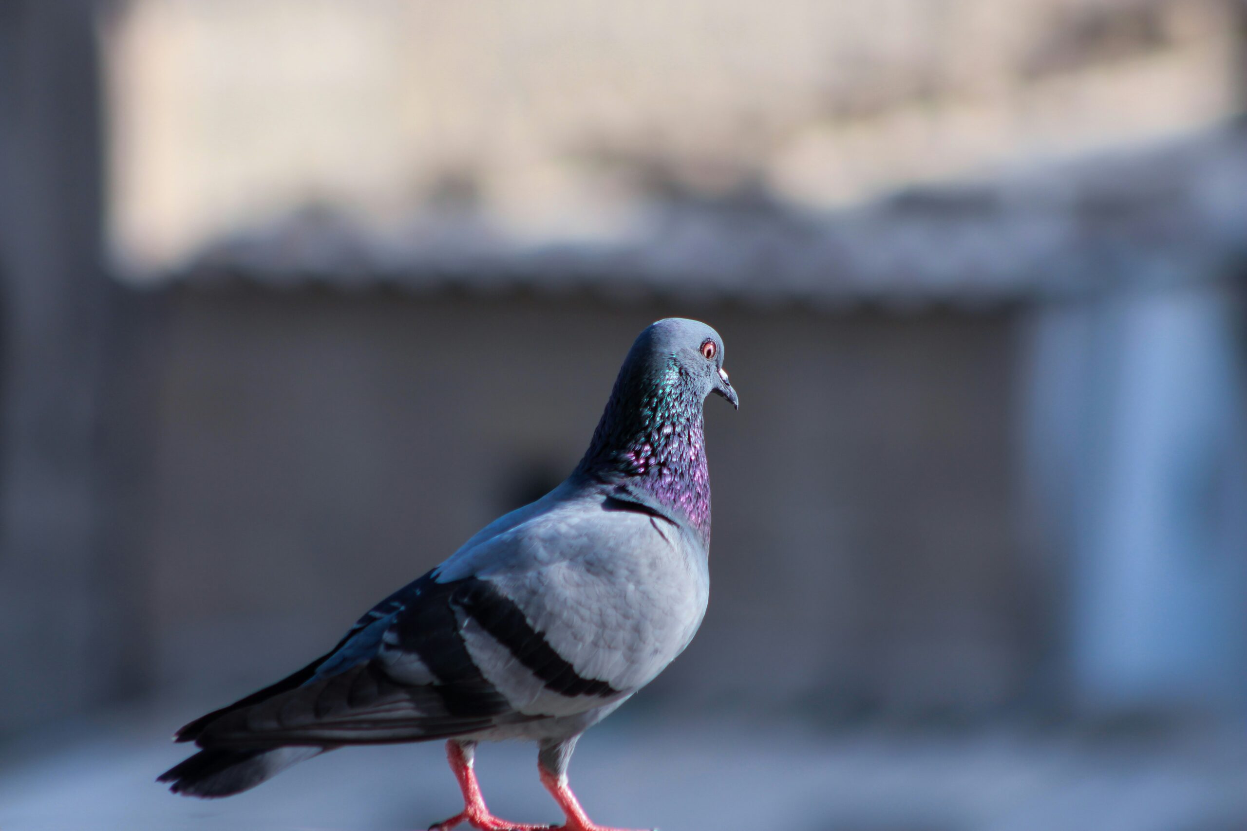 Does Gordon Ramsey Actually Serve Pigeon